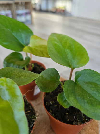 Anthurium Pinkleyi
