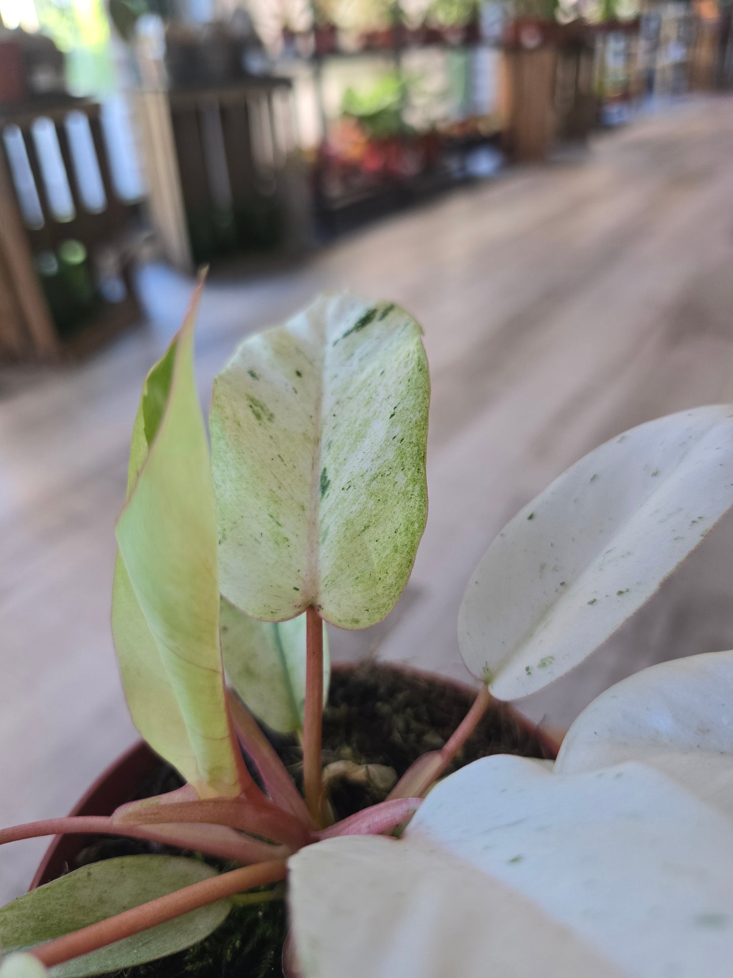 Philodendron 'Snowdrift'