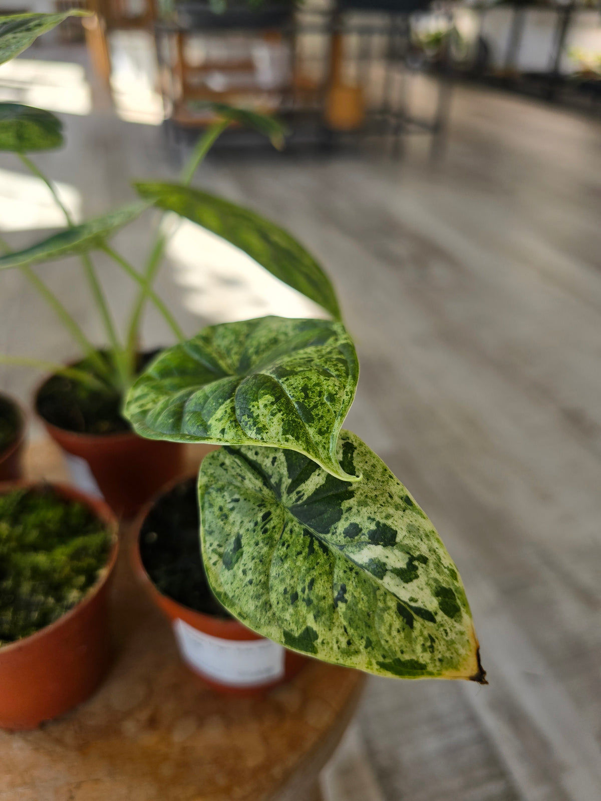 Alocasia 'Dragon Scale Mint Variegata'