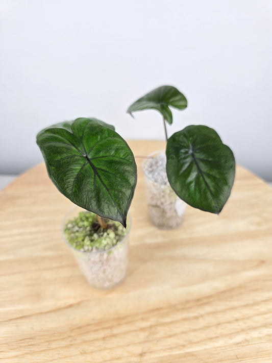 Alocasia Serendipity (JP)