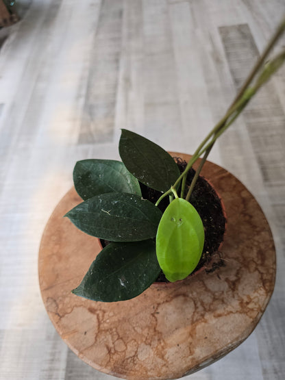 Hoya sp. Timor
