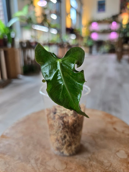 Alocasia Loco (JP2)