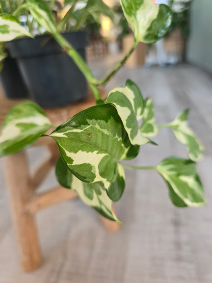 Epipremnum Pinnatum N'Joy