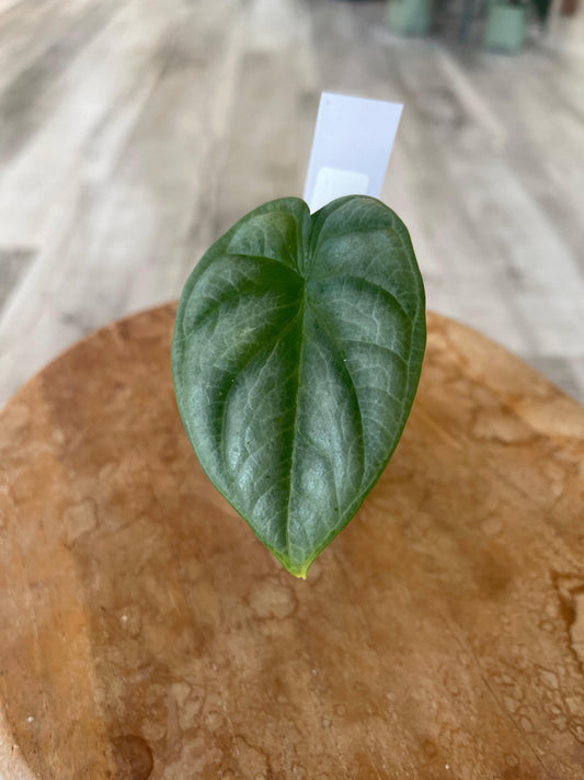 Alocasia Silver Dragon (JP)