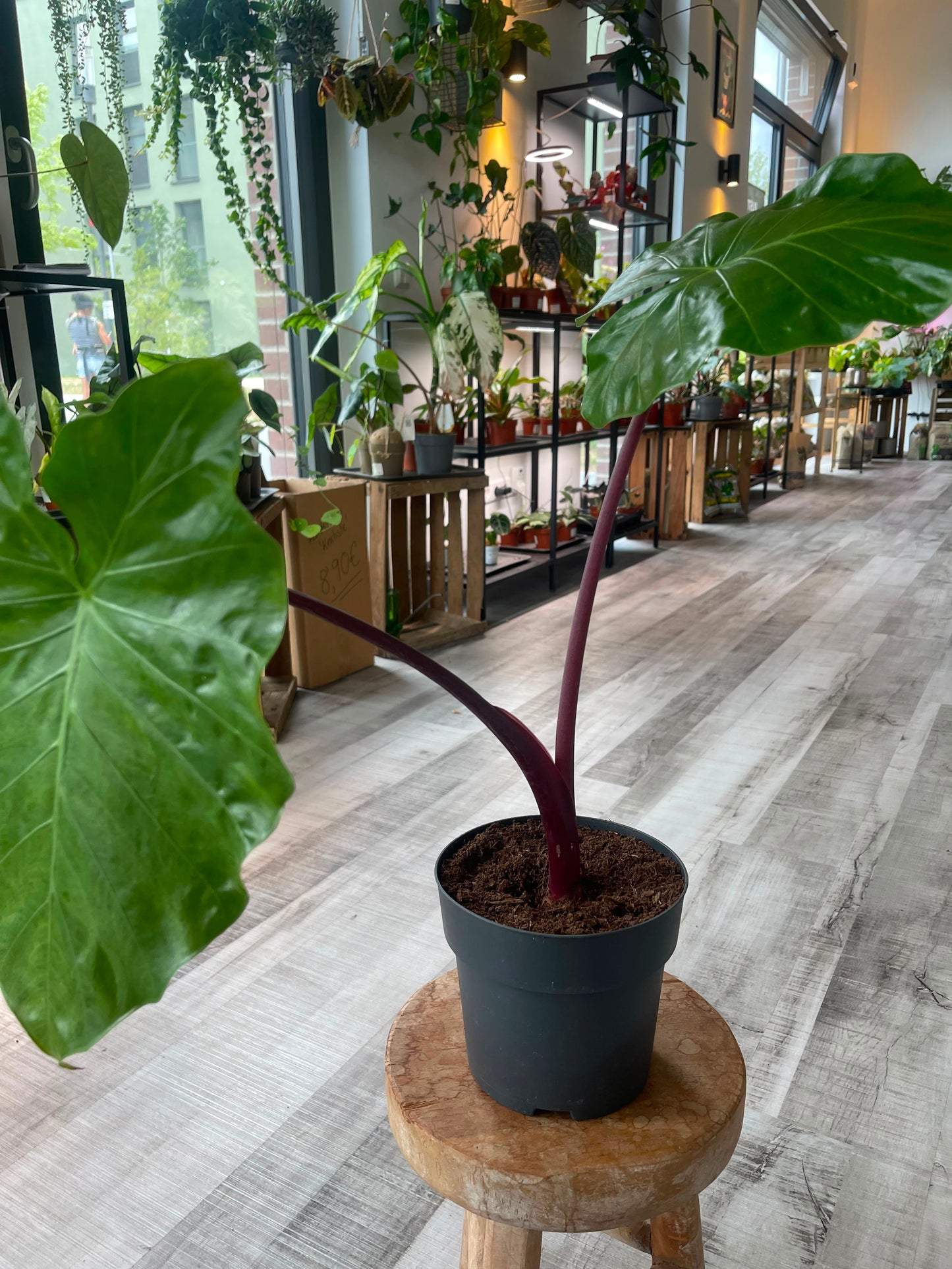 Alocasia Imperial Red (SC)