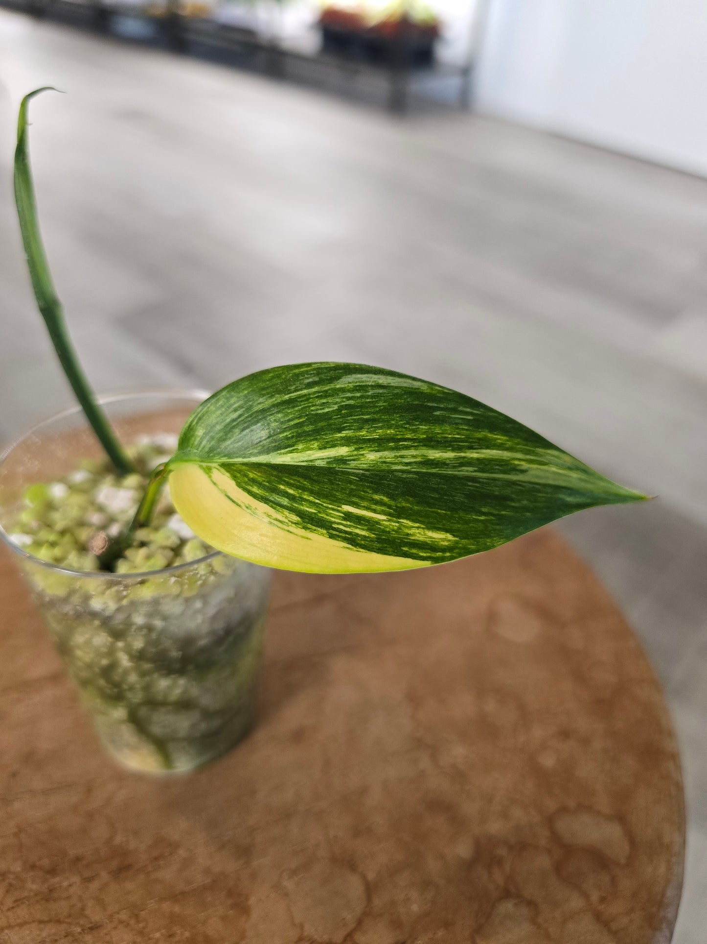 Epipremnum Amplissimum aurea variegata (RC)