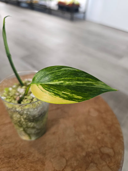 Epipremnum Amplissimum aurea variegata (RC)