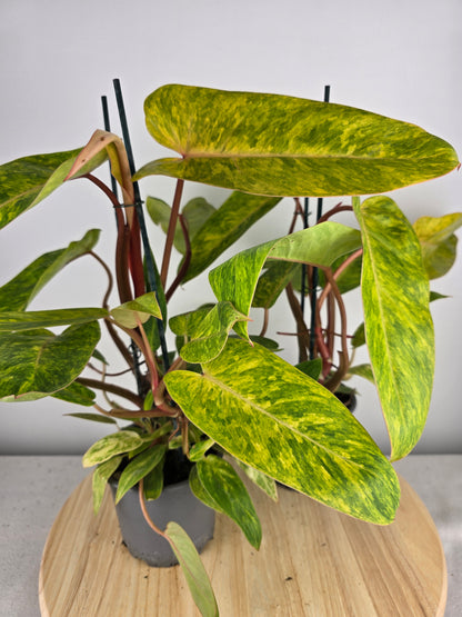 Philodendron Painted Lady