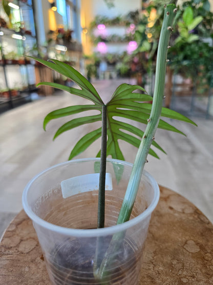 Philodendron Mayoi (JP)