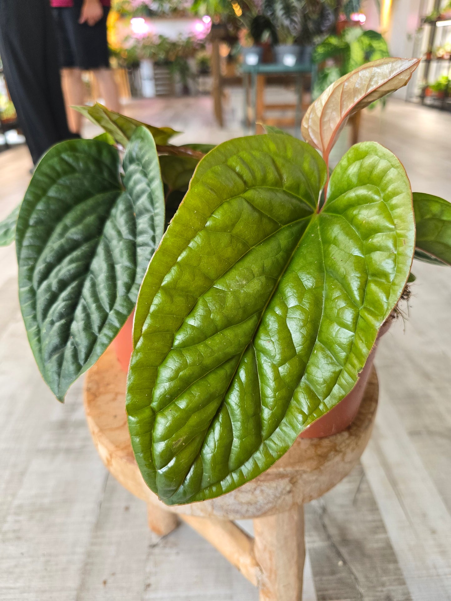 Anthurium Radicans x Luxurians