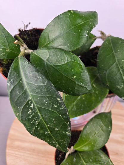 Hoya verticillata 'Lampung'