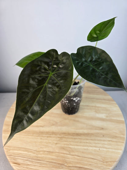 Alocasia Wentii (JP)
