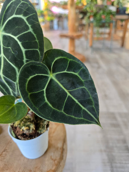 Anthurium clarinervium