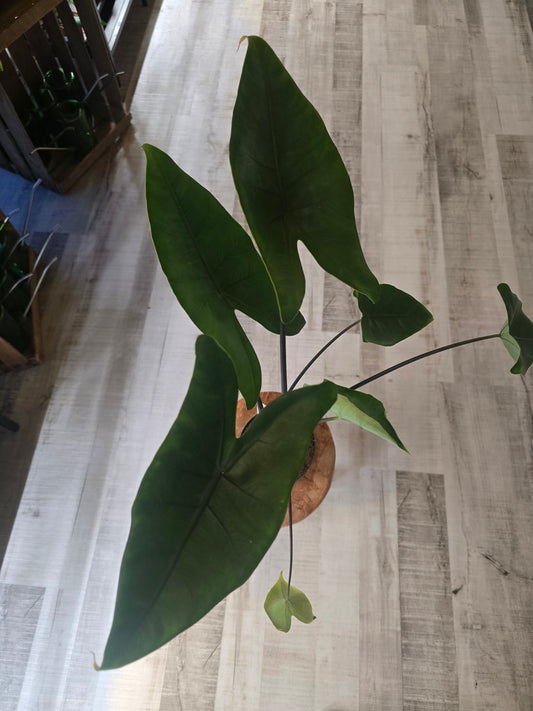 Alocasia Black Zebrina