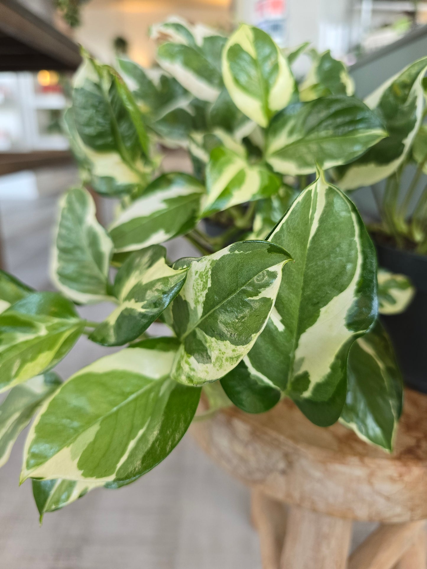 Epipremnum Pinnatum N'Joy