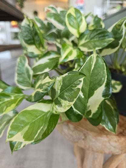 Epipremnum Pinnatum N'Joy
