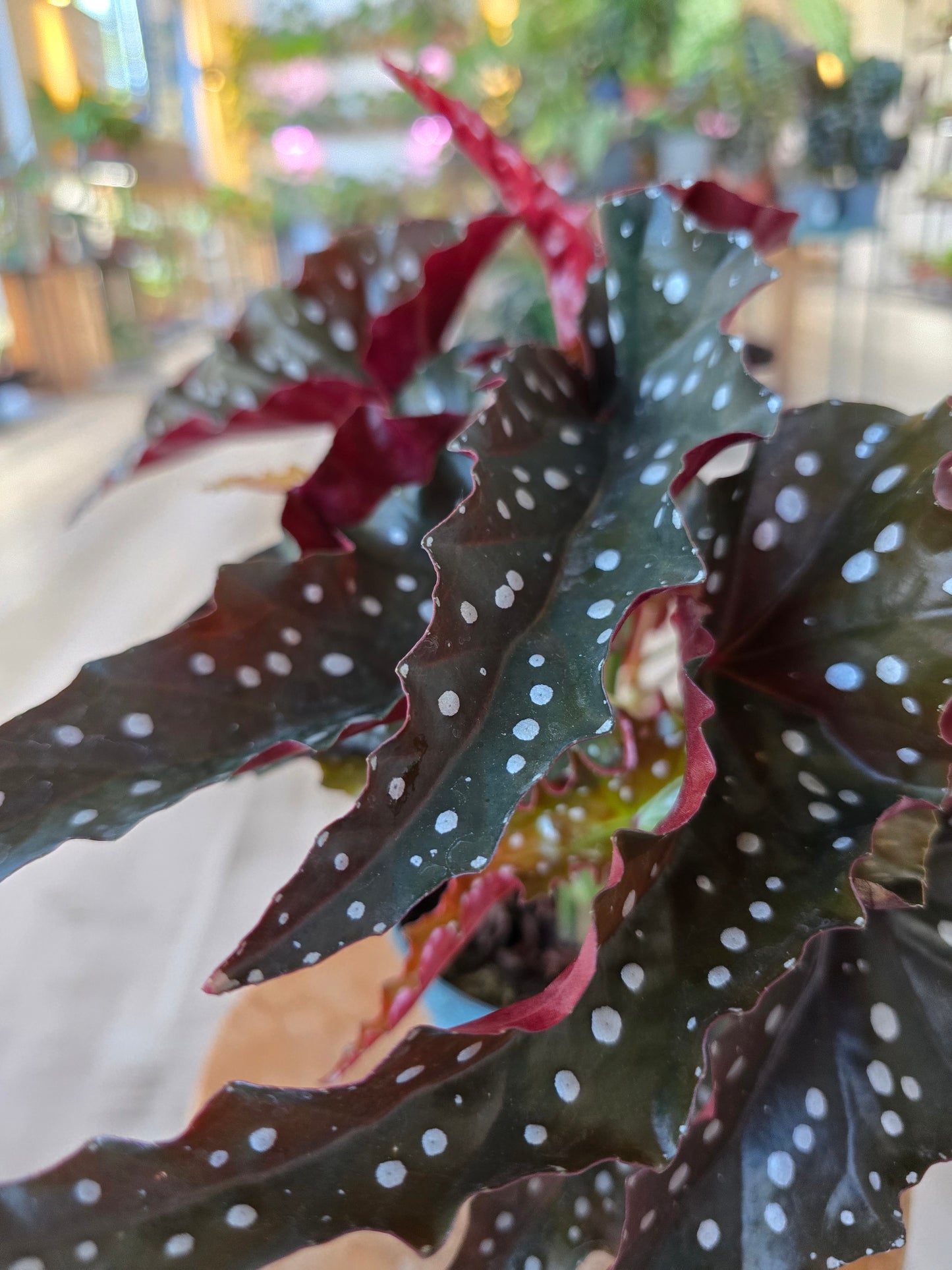 Begonia Maculata 'Black Forest'