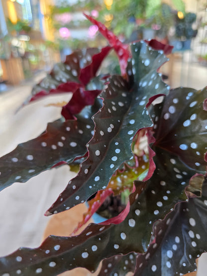 Begonia Maculata 'Black Forest'