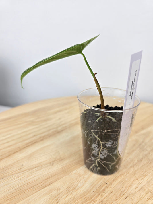 Alocasia Puncak Borneensis (JP)