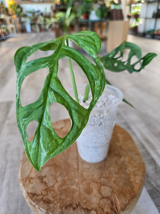 Monstera adansonii indonesian marble (JP2)
