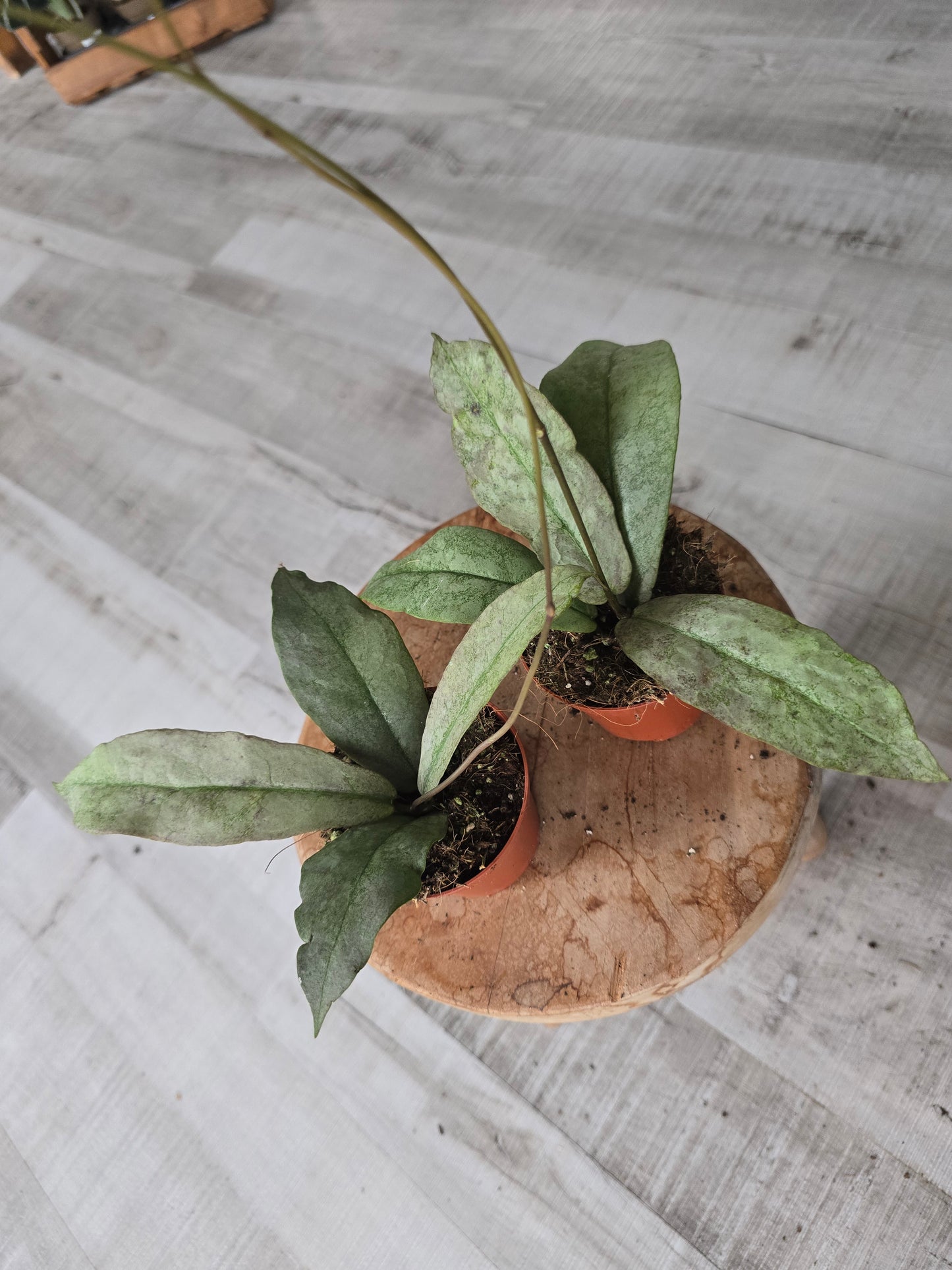 Hoya Mitrata silver