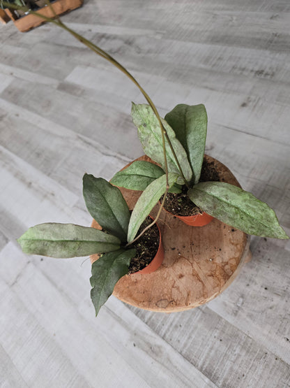 Hoya Mitrata silver