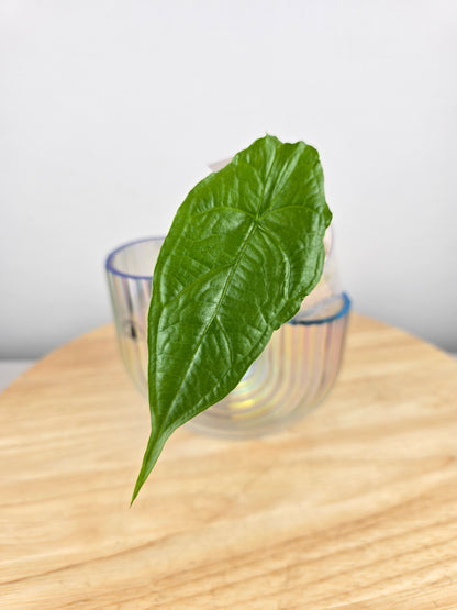 Alocasia Heterophylla Dragon's Breath (JP)