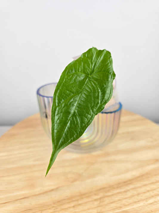 Alocasia Heterophylla Dragon's Breath (JP)