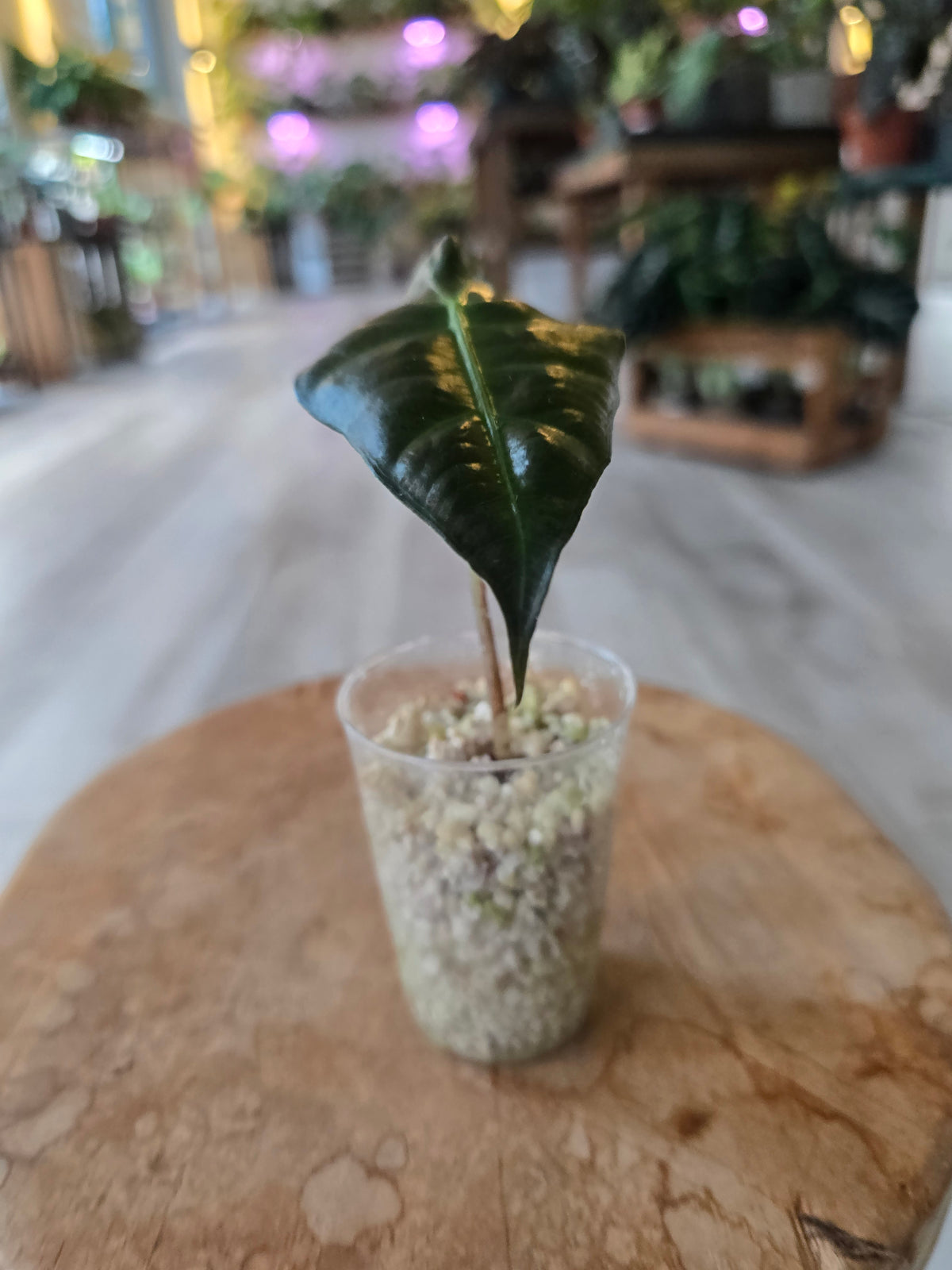 Alocasia Polly (JP)