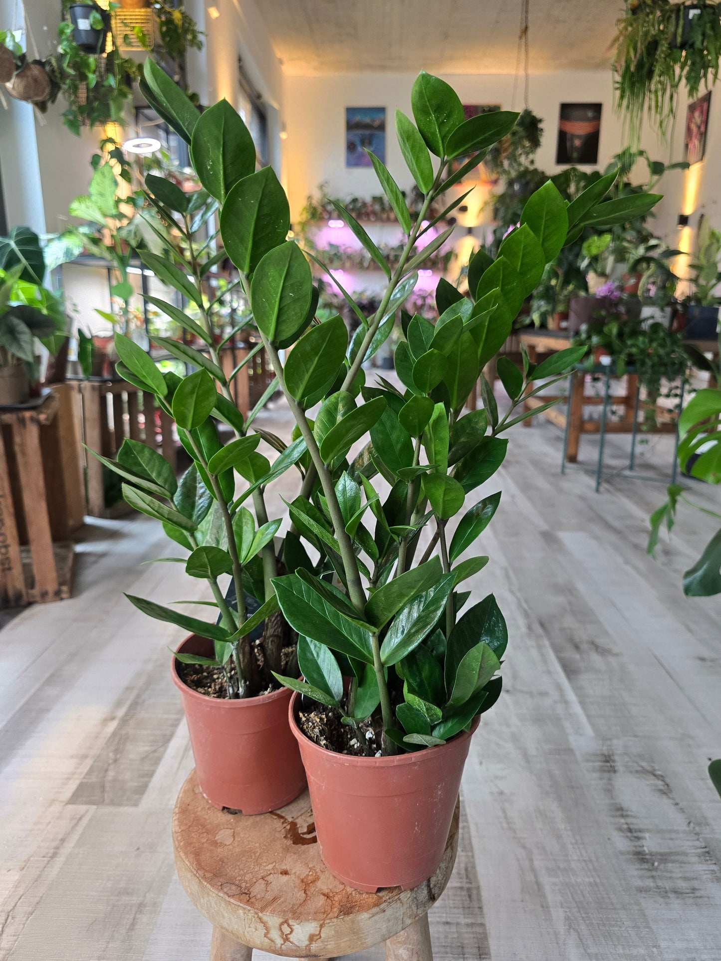 Zamioculcas zamiifolia