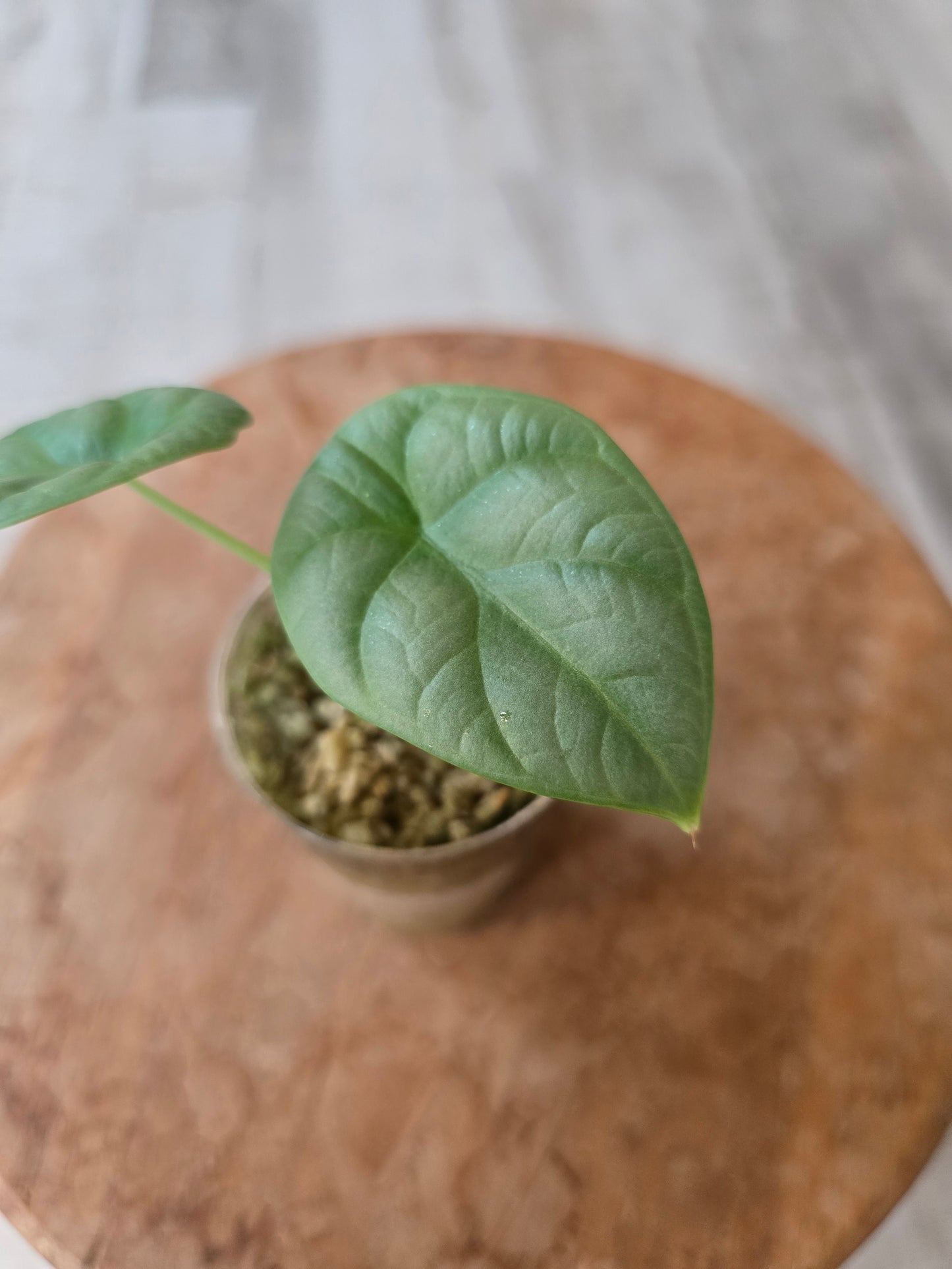 Alocasia Silver Dragon (JP)