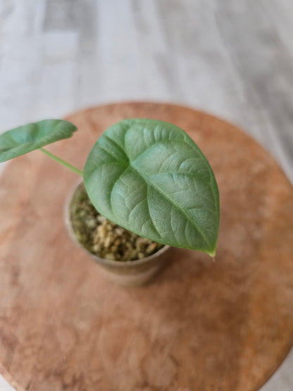 Alocasia Silver Dragon (JP)