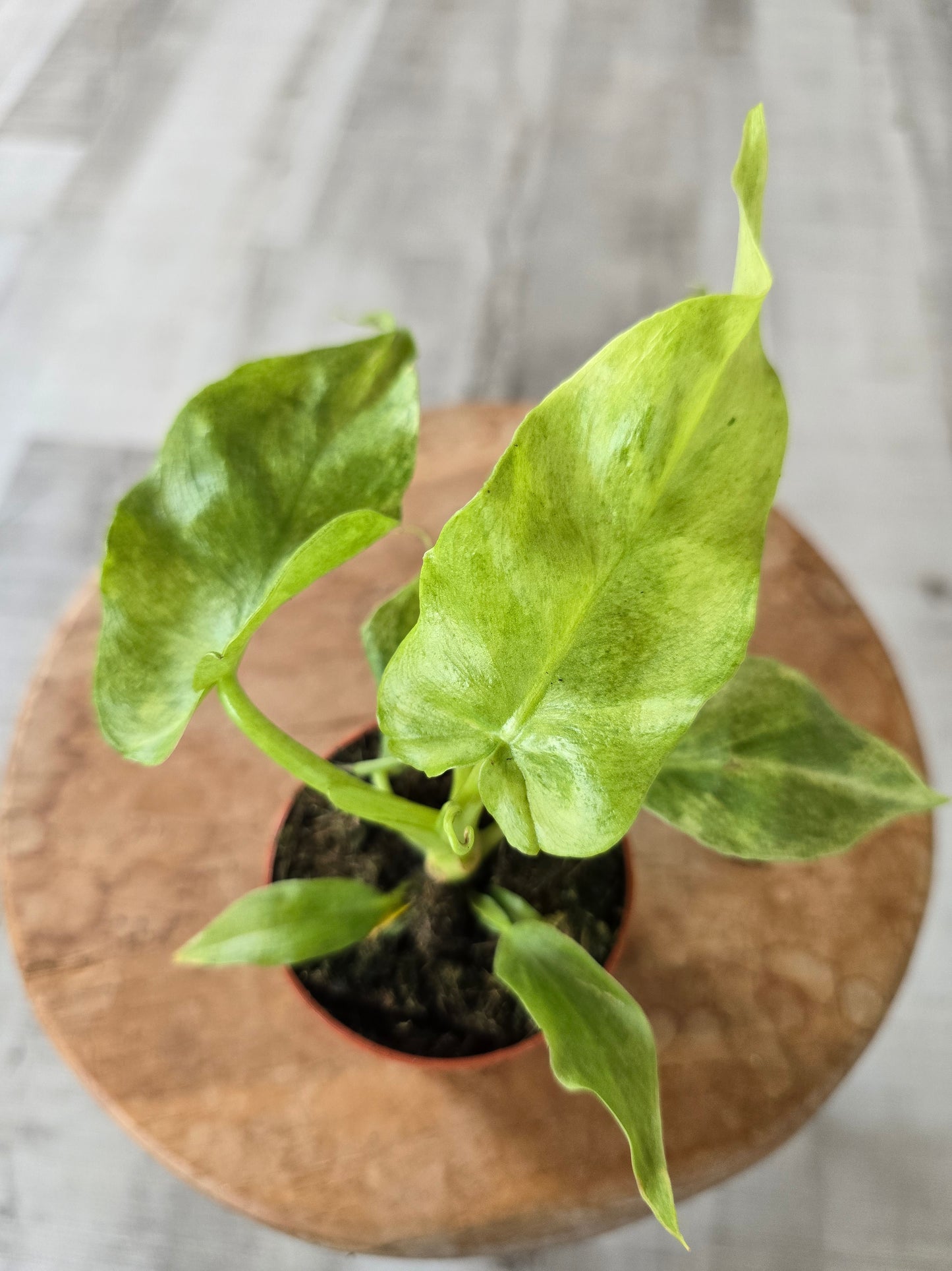 Philodendron Bob Cee 'mint variegata'