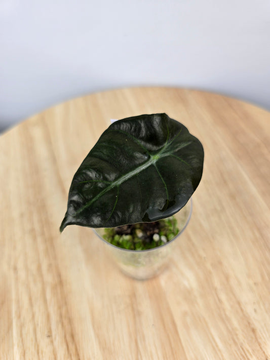 Alocasia Polly (JP)
