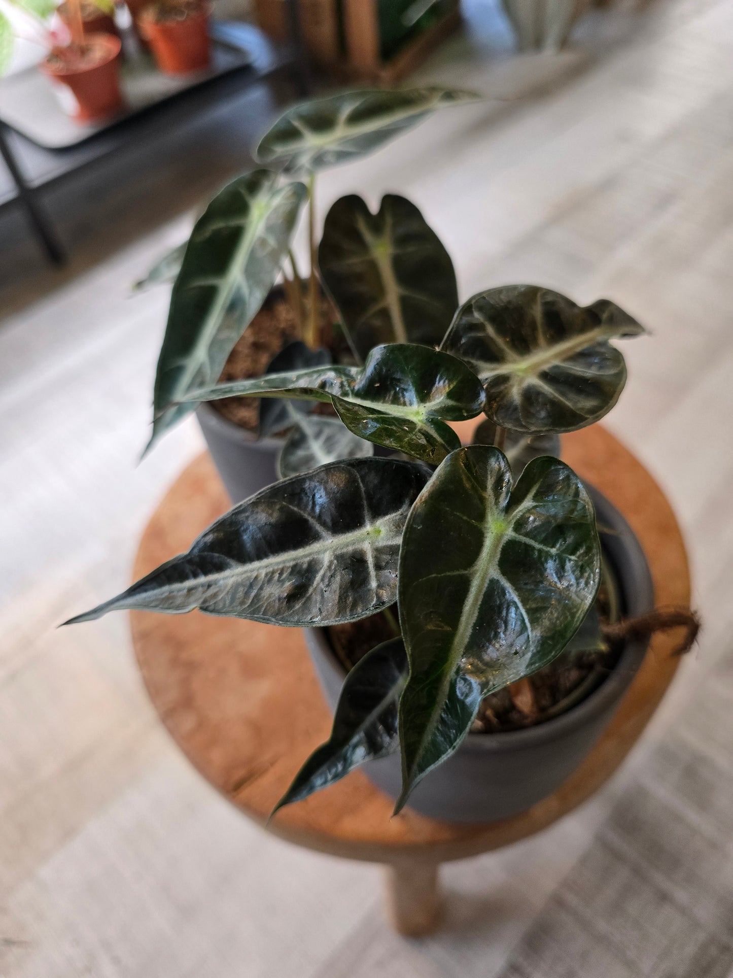 Alocasia Bambino