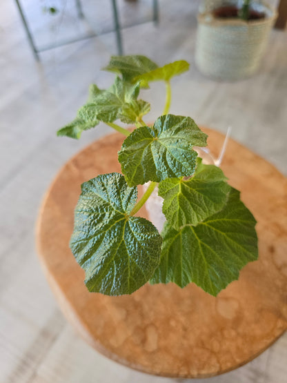 Begonia Boomer (RC5)