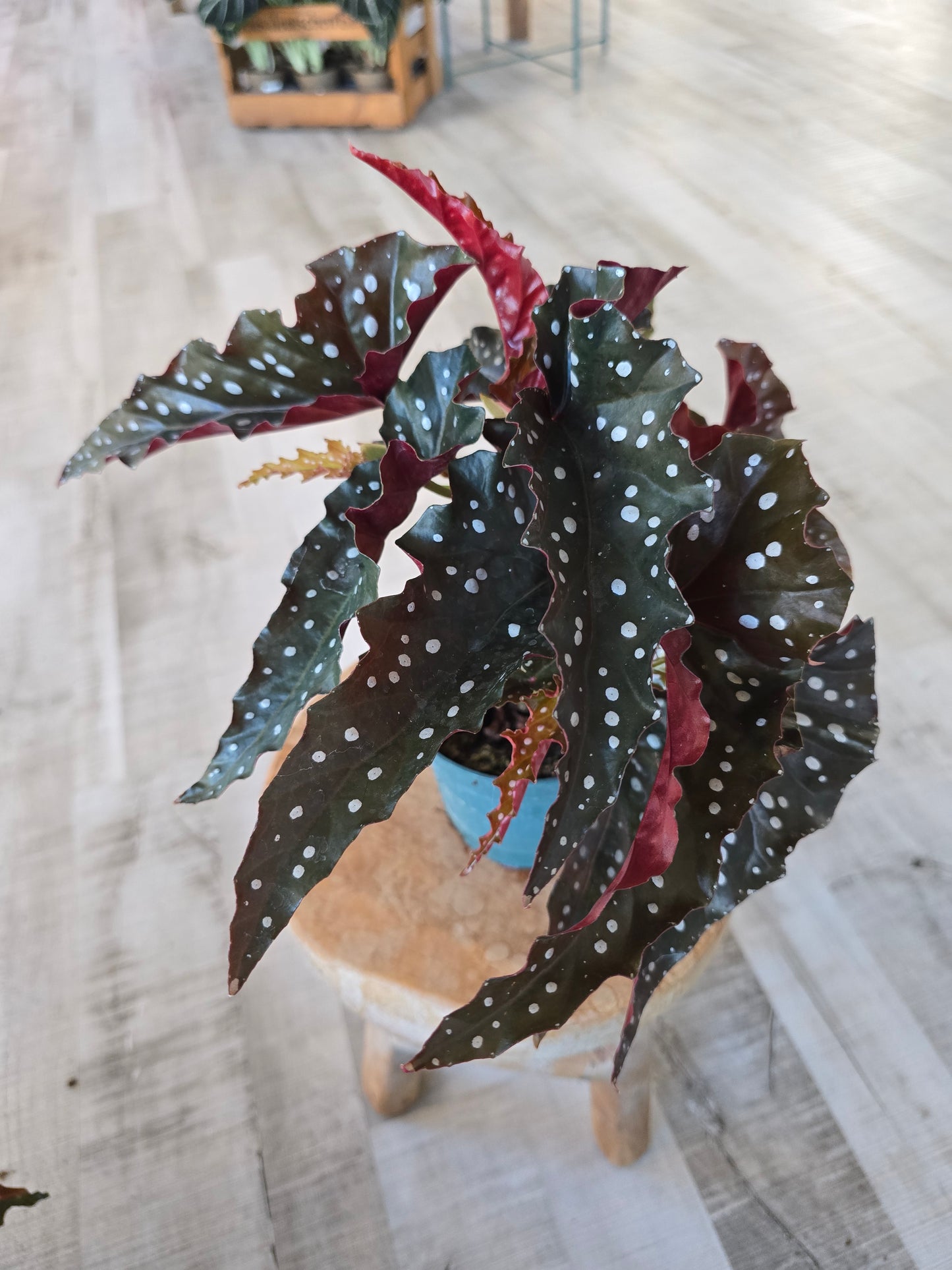 Begonia Maculata 'Black Forest'