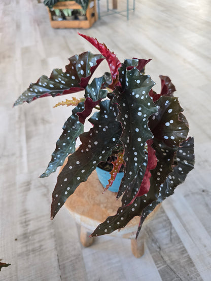 Begonia Maculata 'Black Forest'