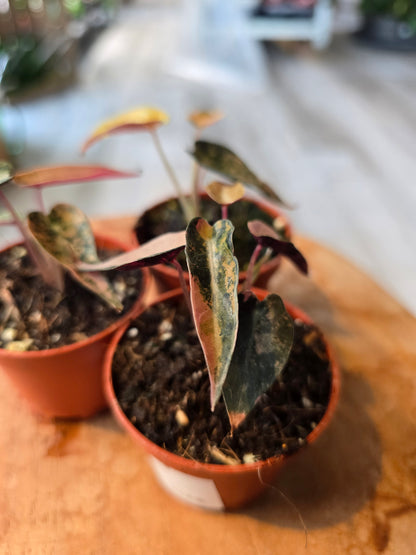 Alocasia Bambino Aurea