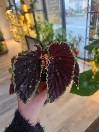 Begonia darthvaderiana 'Green Spots'