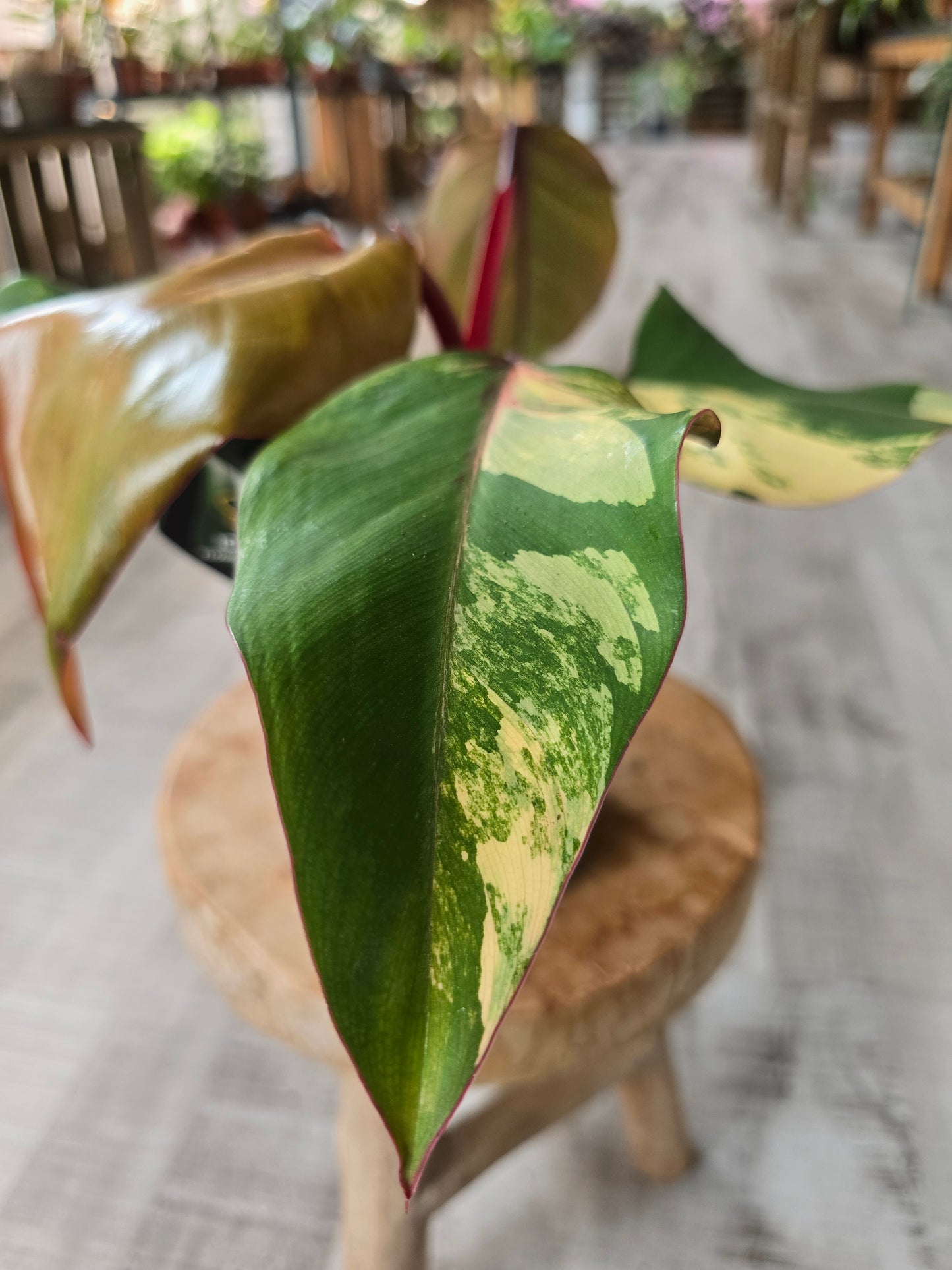 Philodendron Strawberry Shake (4)