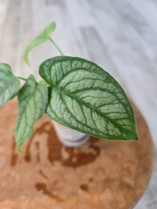 Monstera Siltepecana El Salvador (JP)