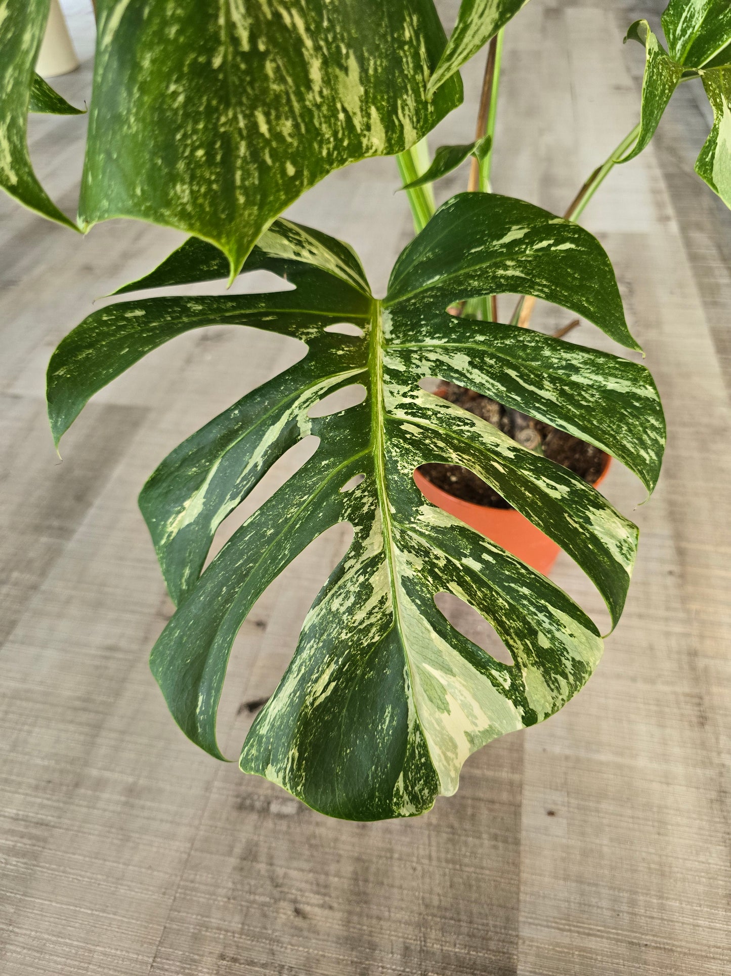Monstera deliciosa variegata (1)