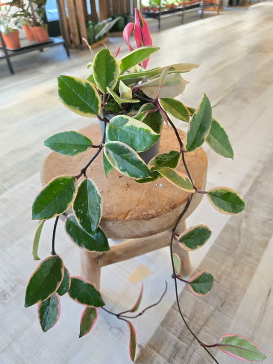 Hoya carnosa 'Flamingo Dream'