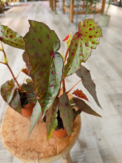 Begonia Amphioxus x Malachosticta