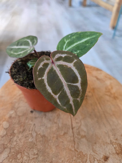 Anthurium Red Crystallinum