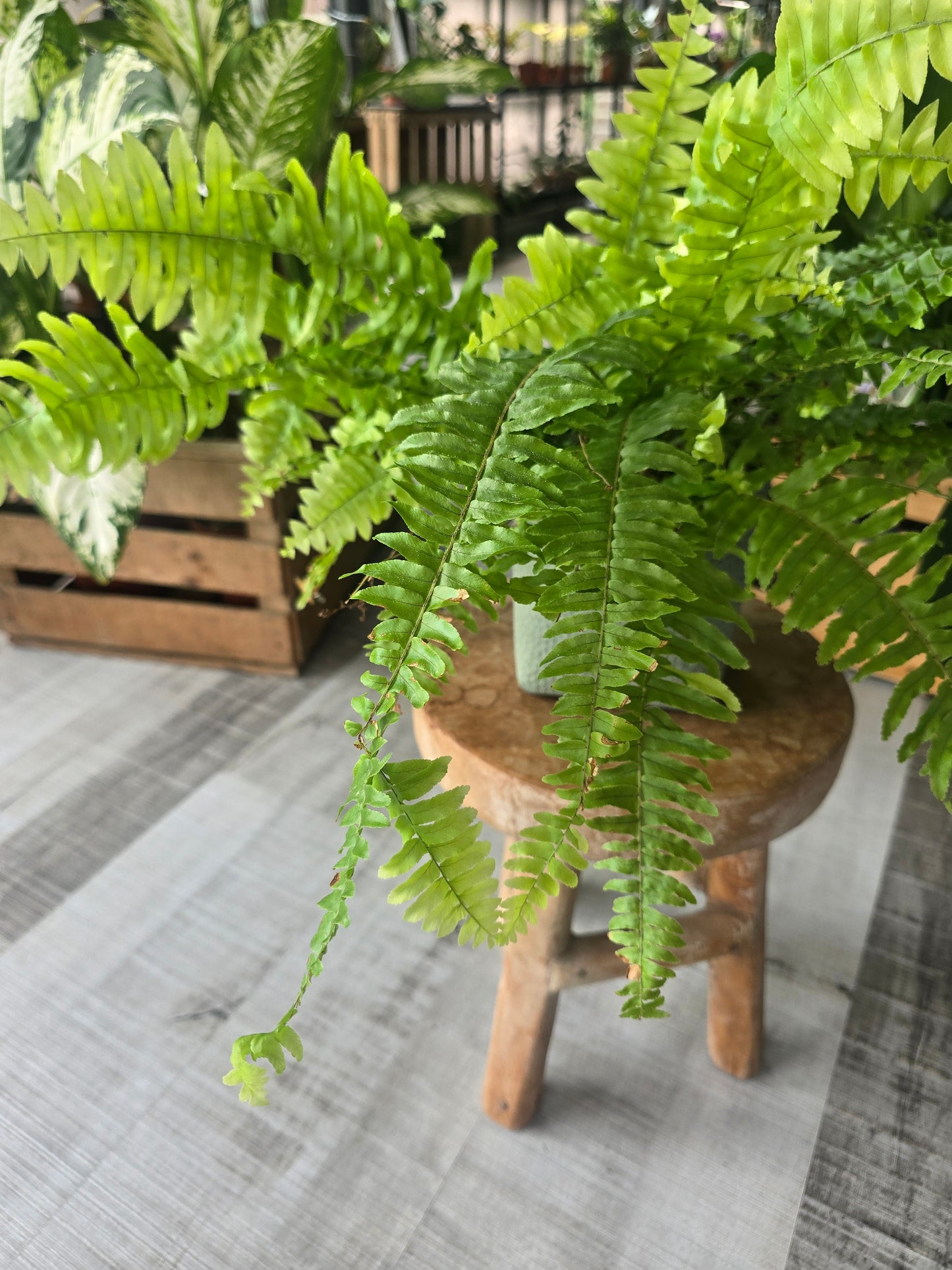 Nephrolepis exaltata