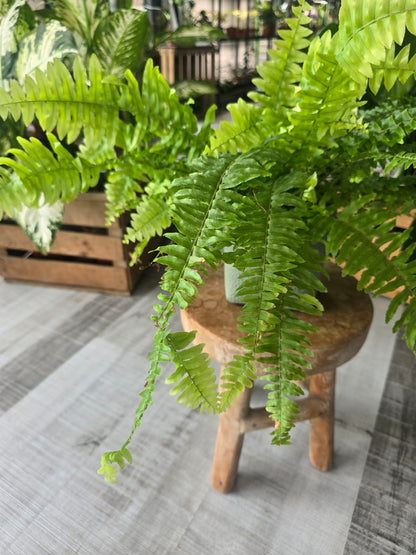 Nephrolepis exaltata