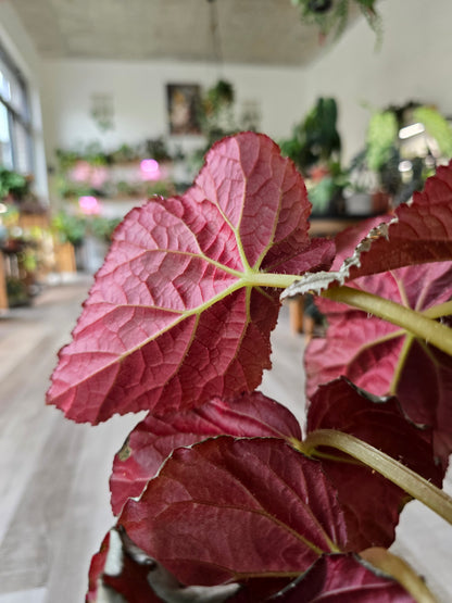 Begonia 'Grey Earl'
