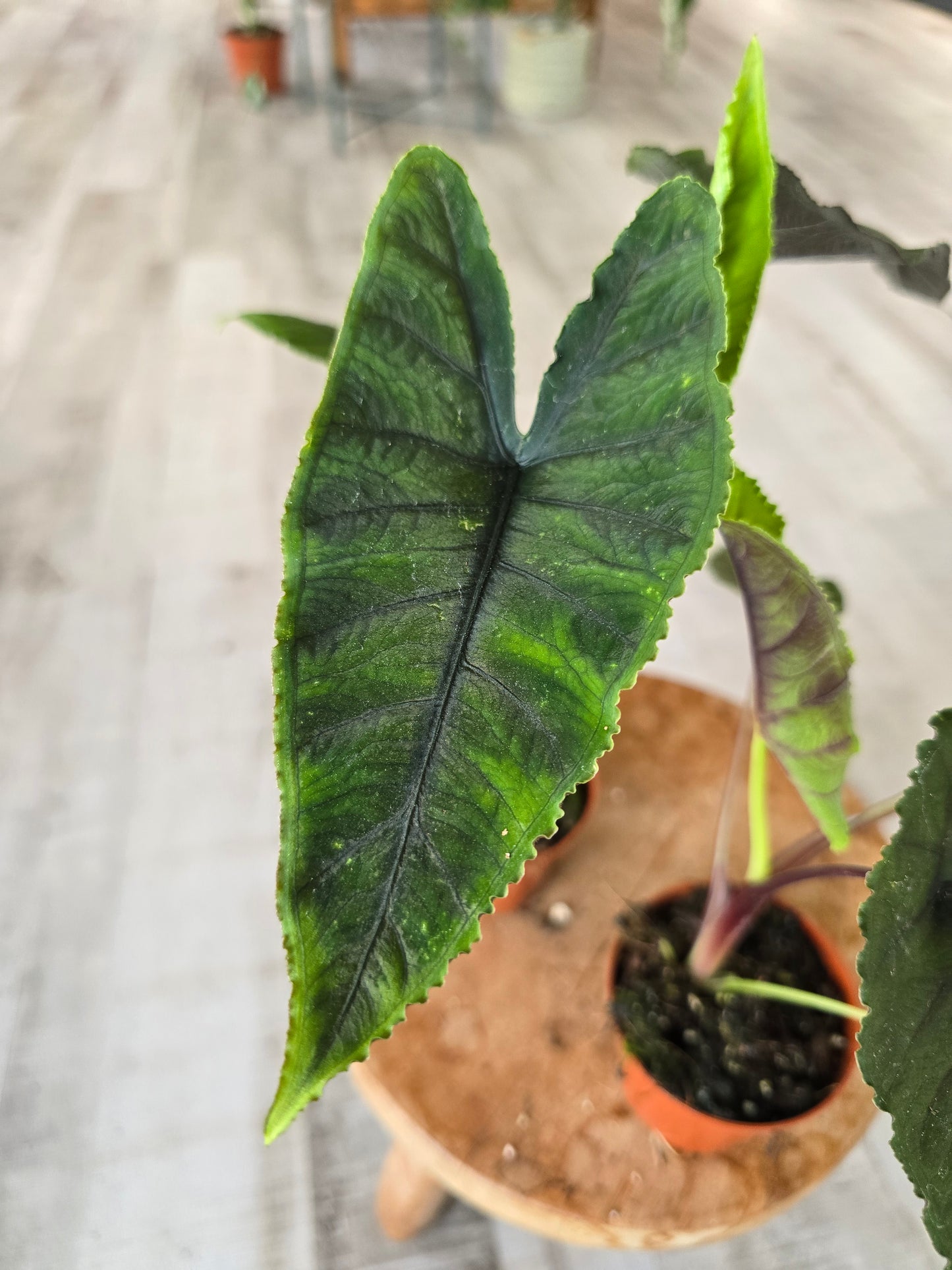 Alocasia Olanii